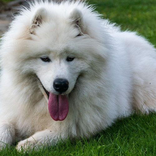 samoyed-6553668_1280